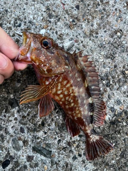 朝・夕マズメ狙い