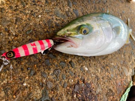 一瞬のナブラでハマチにゃ！