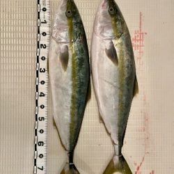 ブリ/落とし込み