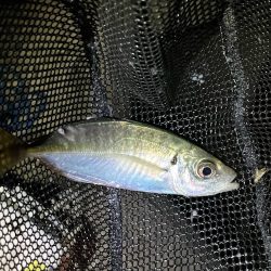 淡路島でアジング