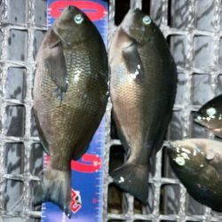 魚津港 フカセ夕釣り