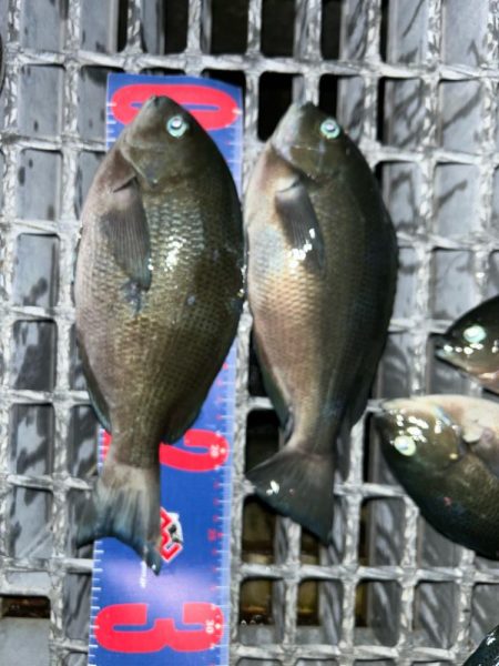 魚津港 フカセ夕釣り