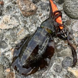 秋イカ調査して来ました！