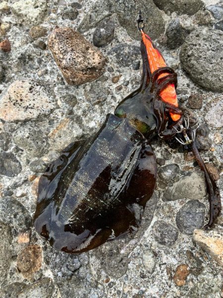 秋イカ調査して来ました！