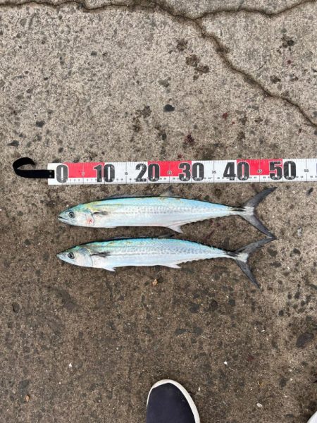 いろいろ釣れました。