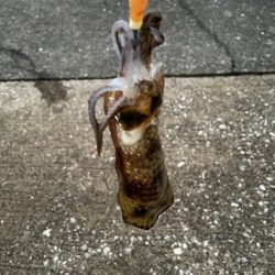 ぼっちエギング