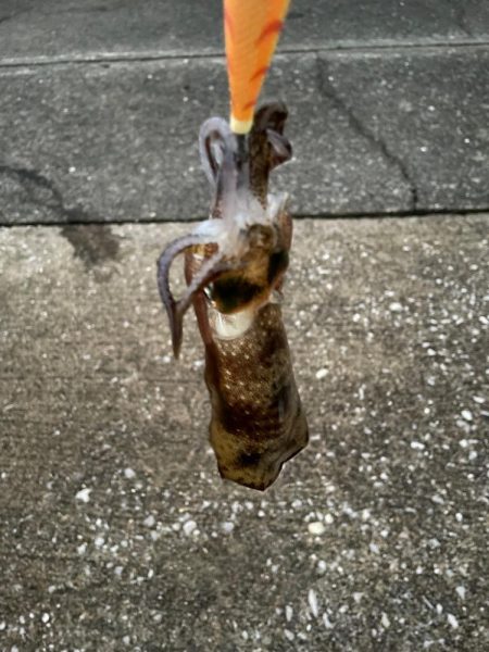 ぼっちエギング