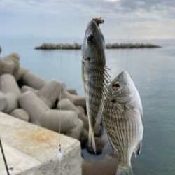魚住〜江井ヶ島釣行!