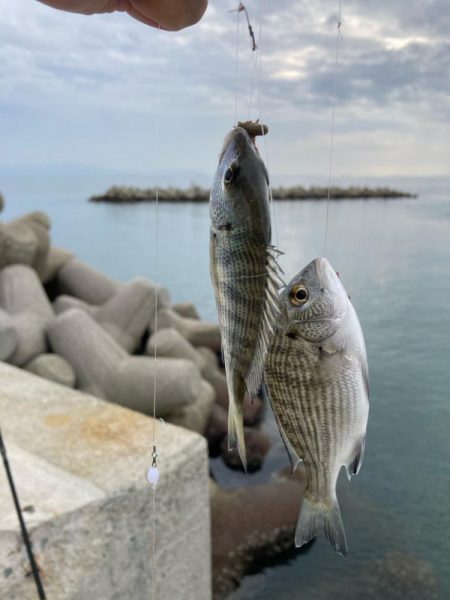 魚住〜江井ヶ島釣行!