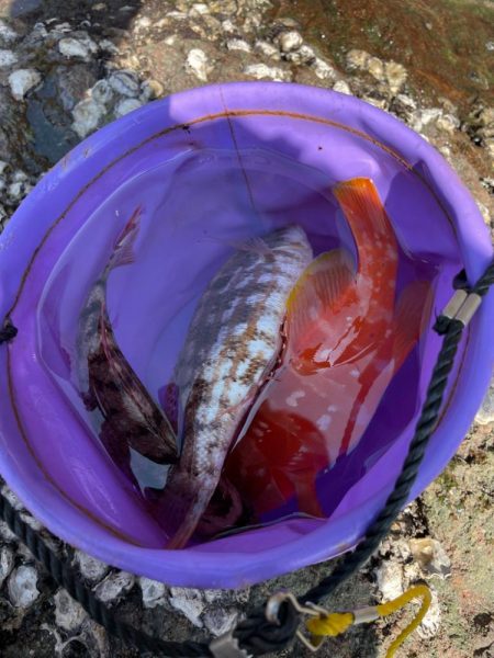 多種多様釣れてます！但しサイズが伸びない！…