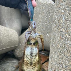 秋🦑 デイエギング②(^^)