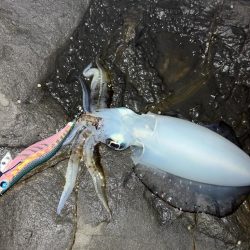 秋イカエギング