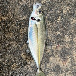 祝!初ヒラマサ!!