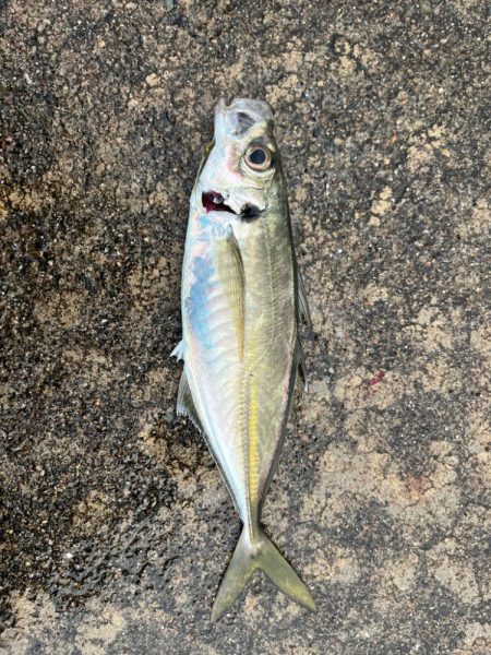 祝!初ヒラマサ!!