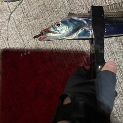 太刀魚浮き釣り