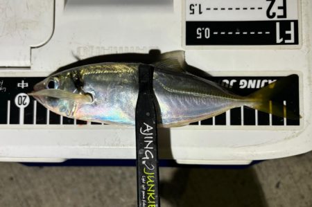 中アジを探して！