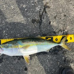 北港ショアジギング