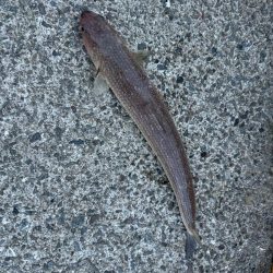 ショアジギング