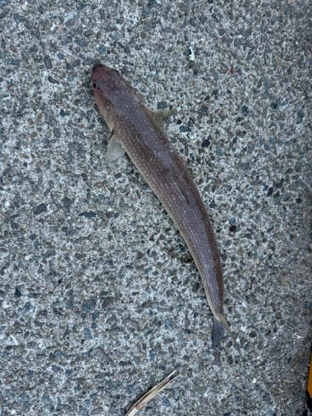 ショアジギング