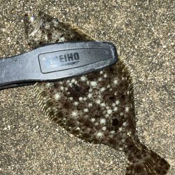 去年と違い渋い・・・