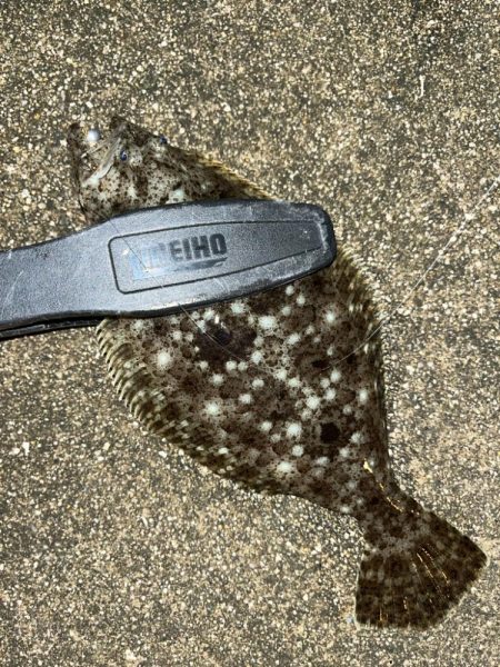 去年と違い渋い・・・