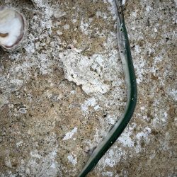 いろいろ釣れた