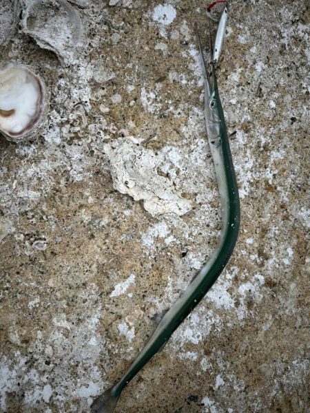 いろいろ釣れた