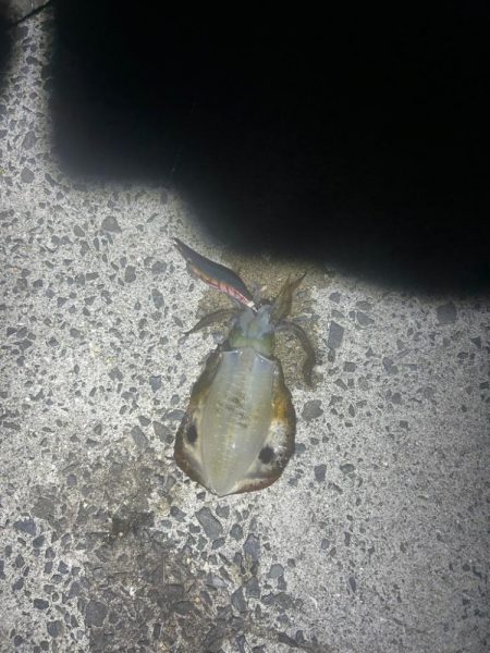 イカとアジを求めて