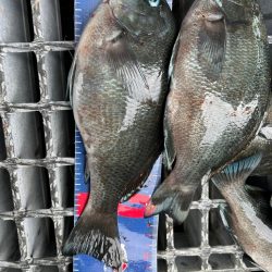 魚津港フカセ釣り