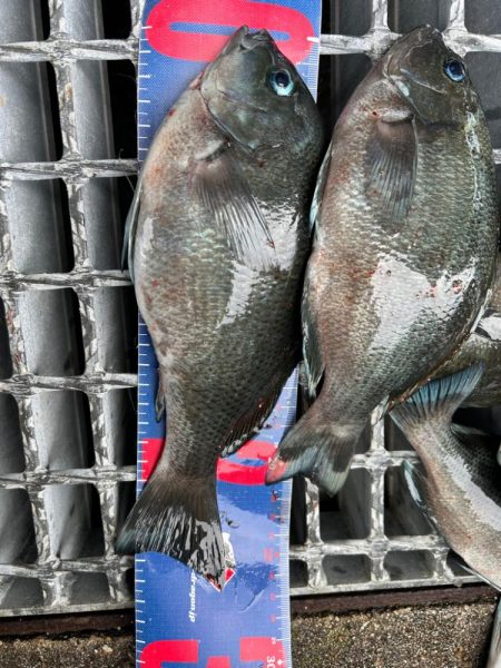 魚津港フカセ釣り