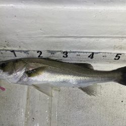 ボートシーバス