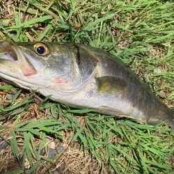 シーバスルアーフィッシング