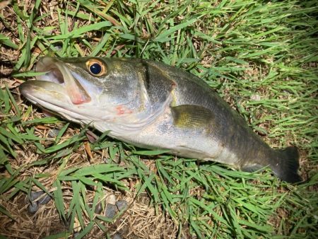 シーバスルアーフィッシング