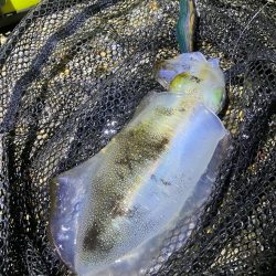 秋🦑 アオリイカ &コウイカ (^.^)