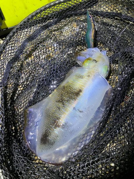 秋🦑　アオリイカ &…