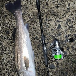 たまにはスピニングで