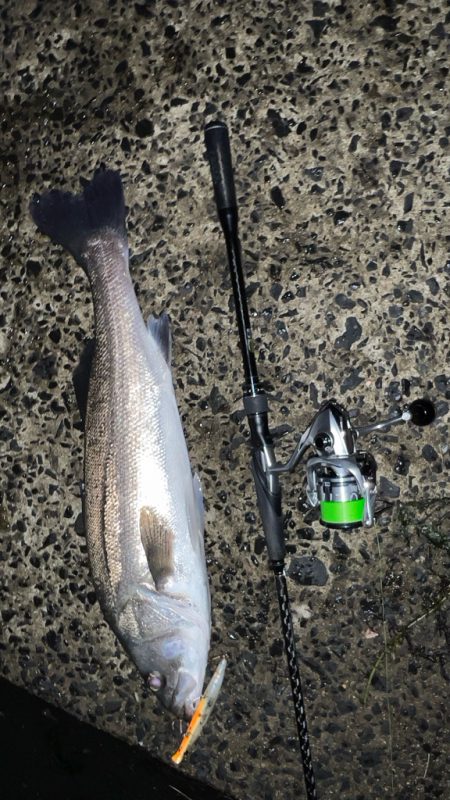 たまにはスピニングで