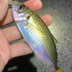 明石でライトゲーム