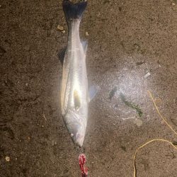 久しぶりのシーバス