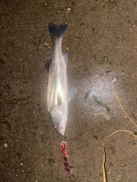 久しぶりのシーバス