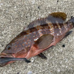 デイアコウがんばる・・・アコウ2+ガシラ複数