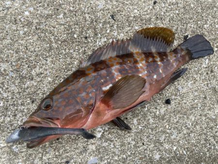 デイアコウがんばる・・・アコウ2+ガシラ複数