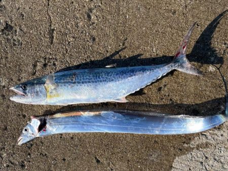 やっと、2024年初青物‼&…