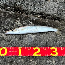 丸々太ったオーバーサイズカマス!