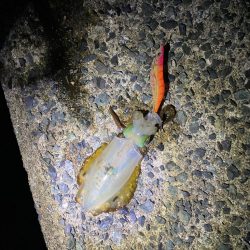 アオリイカ連敗…コウイカ2連勝…