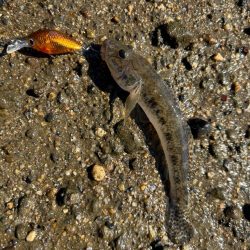 今年最初で最後のハゼクラ!