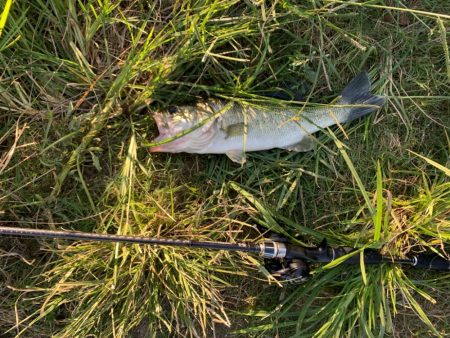 久しぶりのグッドサイズ