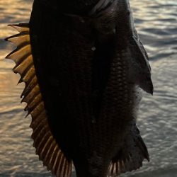 シーバス、、、?