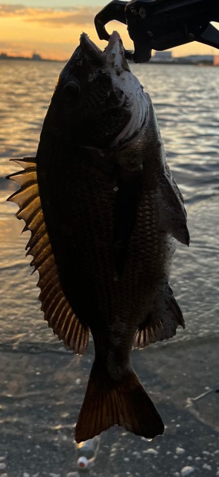 シーバス、、、?