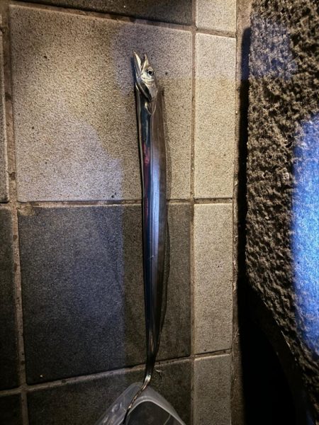 マリーナシティで太刀魚釣り🎣…